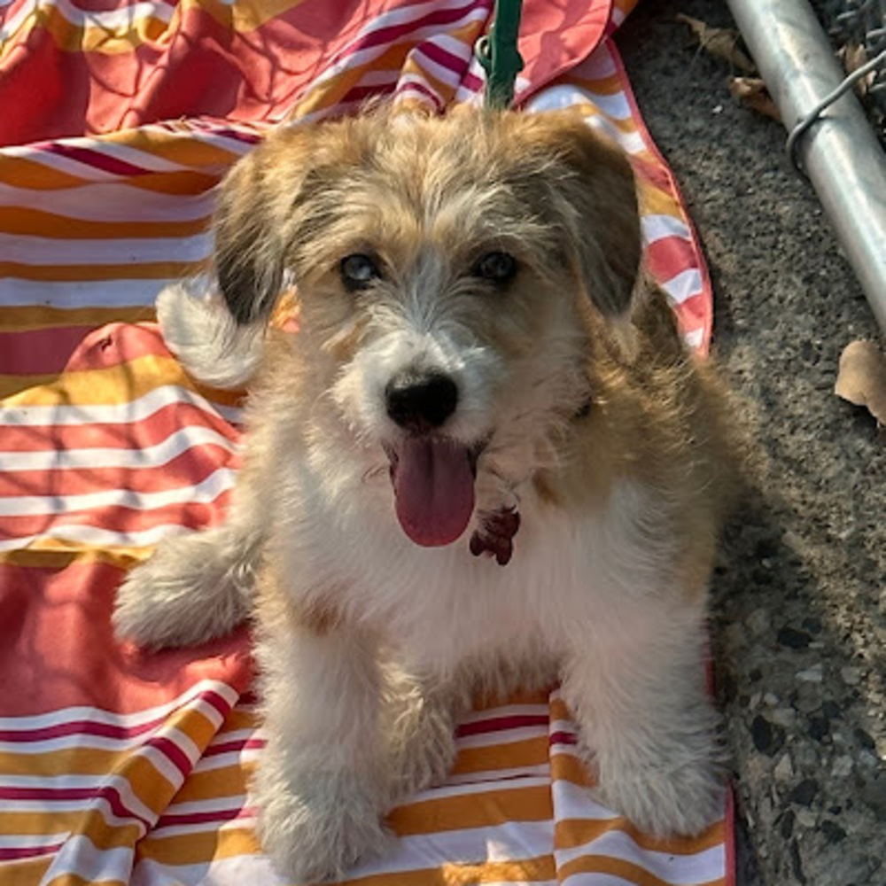 Meet your Posher, Umar